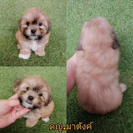 ชิสุ (Shih Tzu) เล็ก งบงบน้อยทางนี้ 3000 ทุกตัว ชิสุห์ผสมพุดเดิ้ล ชิสุห์ผสมชิวาว่า พร้อมย้าย