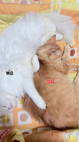 แมวเปอร์เซีย รูปที่ 9