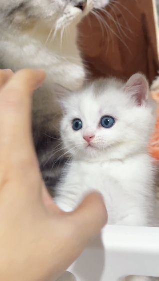 Scottish fold [ Boy ] 2 Months.