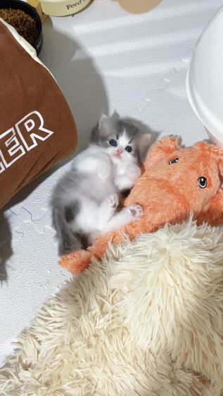 Scottish fold [ Girl ] 2 Months.