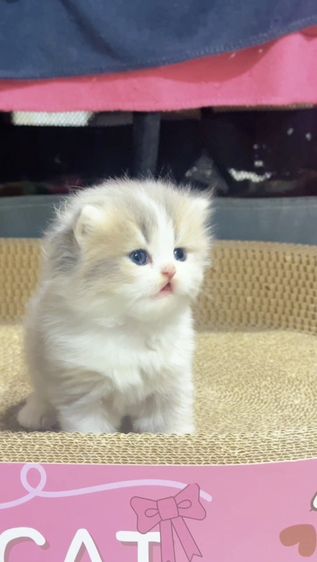 Scottish fold [ Boy ] 2 Months.