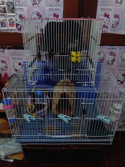 ชูก้าไรเดอร์