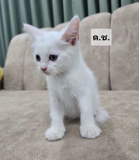 น้องแมวสก็อตติช ราชบุรี นครปฐม