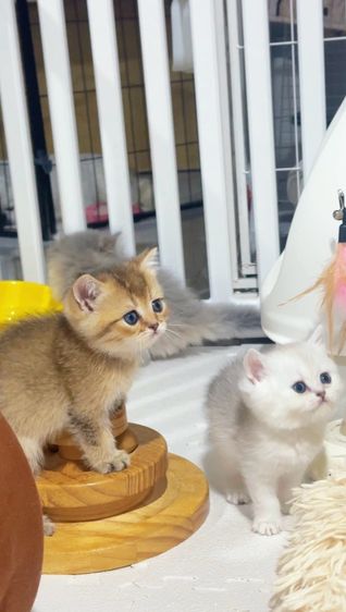 บริติช ชอร์ตแฮร์ รูปที่ 4