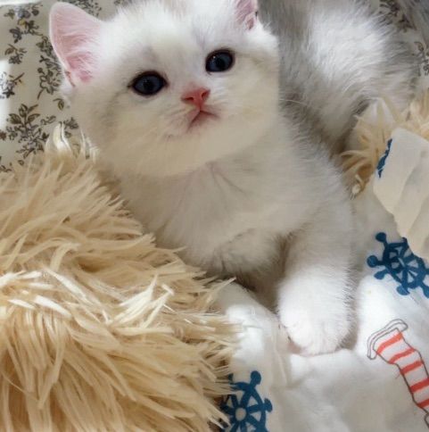 บริติช ชอร์ตแฮร์ (British Shorthair) บริติช ชอร์ตแฮร์