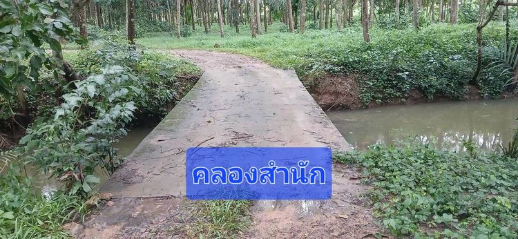 ขายสวนปาล์มน้ำมันและยางพาราโฉนด 25 ไร่ ใกล้หาดทุ่งวัวแล่นเพียง 5 นาที ต.สะพลี ปะทิว ชุมพร รูปที่ 2