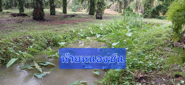 ขายสวนปาล์มน้ำมันและยางพาราโฉนด 25 ไร่ ใกล้หาดทุ่งวัวแล่นเพียง 5 นาที ต.สะพลี ปะทิว ชุมพร รูปที่ 3