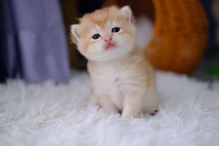 British Shorthair