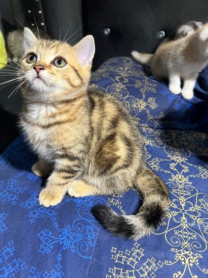 บริติช ชอร์ตแฮร์ (British Shorthair) หาบ้านให้น้องแมว บริติช