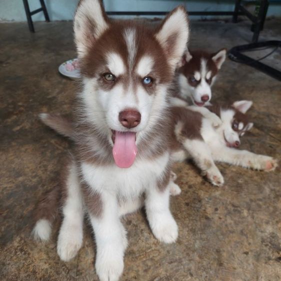 ลูกหมาวูลี่โค๊ท รูปที่ 5