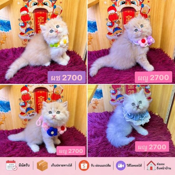 เปอร์เซีย (Persian) แมว เปอร์เซีย