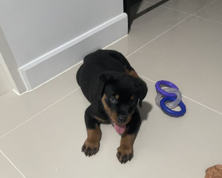 ร็อตไวเลอร์ rottweiler เมีย อายุ 70วัน วัครซีนแล้ว รูปที่ 4