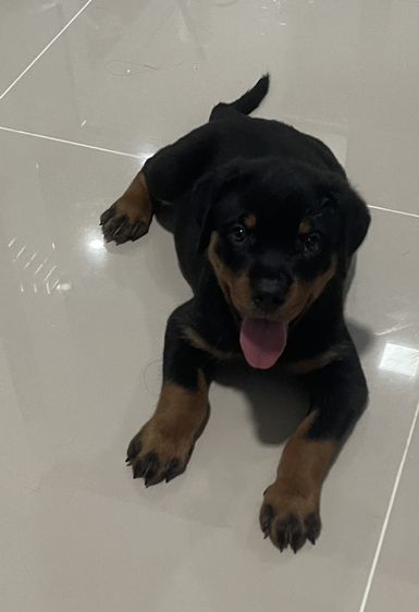 ร็อตไวเลอร์ rottweiler เมีย อายุ 70วัน วัครซีนแล้ว รูปที่ 5