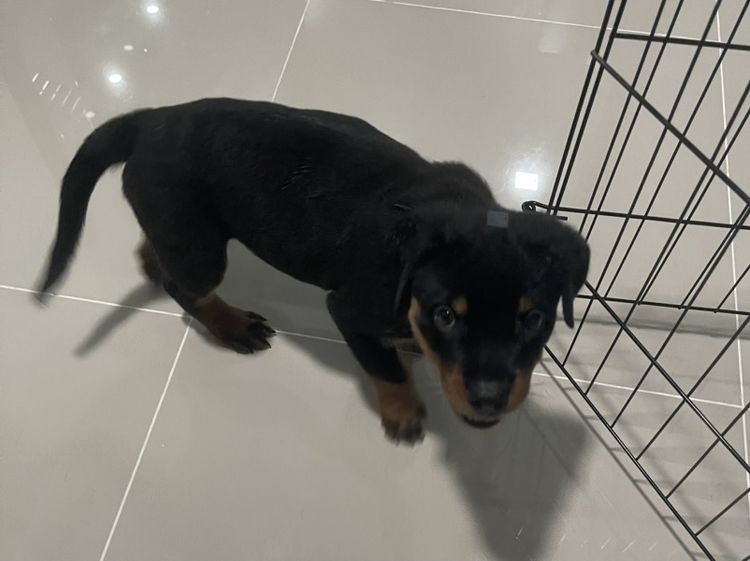 ร็อตไวเลอร์ rottweiler เมีย อายุ 70วัน วัครซีนแล้ว รูปที่ 3