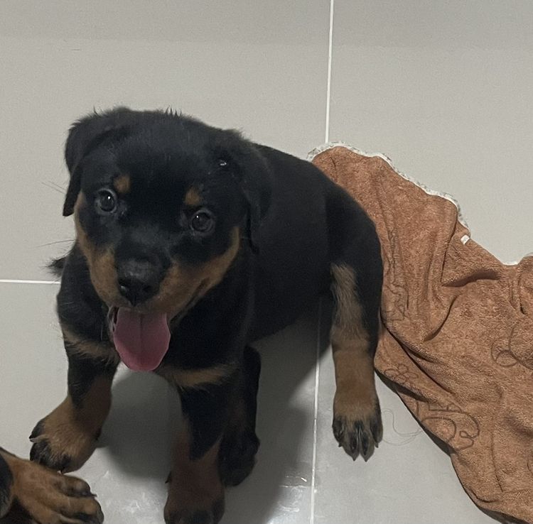 ร็อตไวเลอร์ rottweiler เมีย อายุ 70วัน วัครซีนแล้ว รูปที่ 2