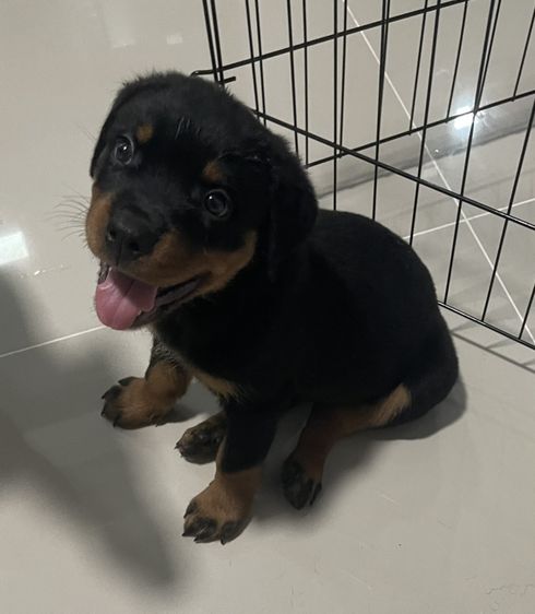 ร็อตไวเลอร์ rottweiler เมีย อายุ 70วัน วัครซีนแล้ว รูปที่ 6