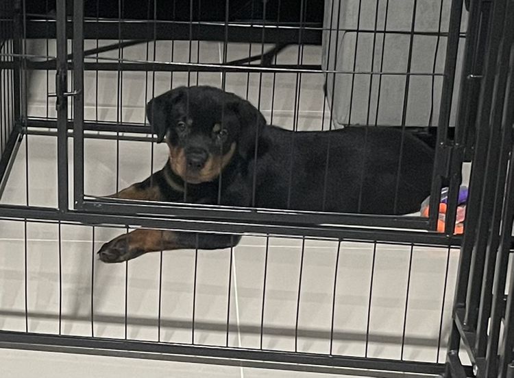 ใหญ่ ร็อตไวเลอร์ rottweiler เมีย อายุ 70วัน วัครซีนแล้ว