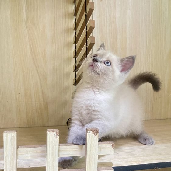สก็อตติช โฟลด์ (Scottish Fold) เด็กหญิงสก็อตติสหน้าไหม้