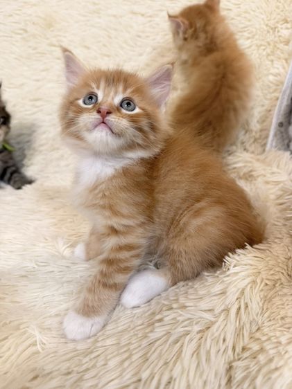 เมนคูน (Maine Coon) แมนคูน สีส้มลายเสือ