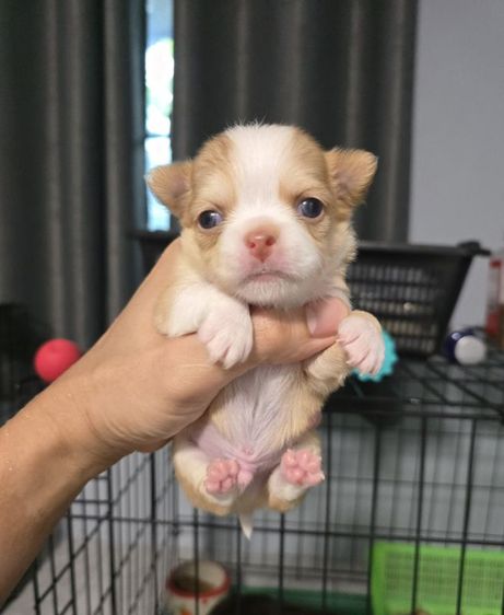 ชิวาวา (Chihuahua) เล็ก ชิวาวา