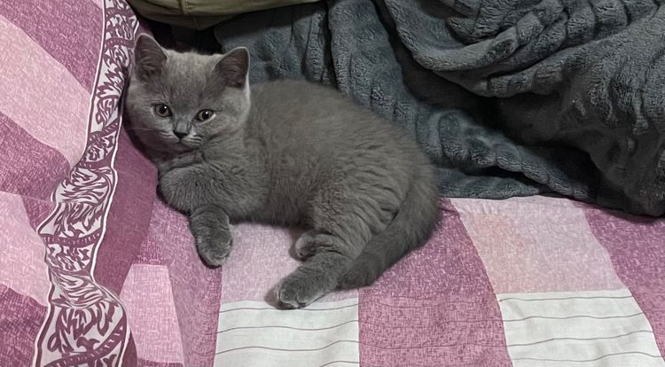 บริติช ชอร์ตแฮร์ (British Shorthair) แมวบริติชแท้ สีบลู เพญเมีย