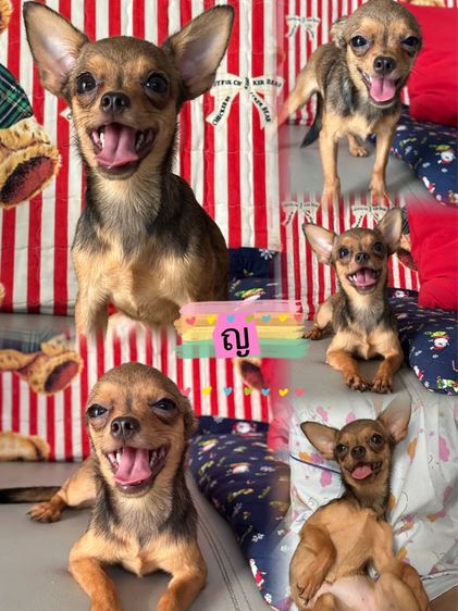 ชิวาวา (Chihuahua) เล็ก ชิวาวาเมีย