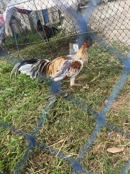 ไก่หนุ่ม