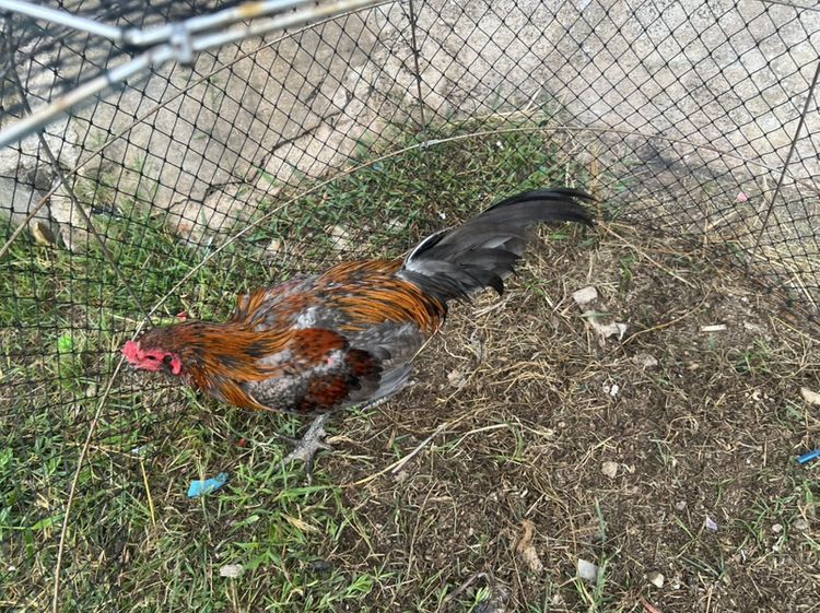 ไก่หนุ่ม