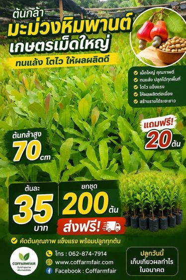 มะม่วงหิมพานต์เกษตร 04 ต้นกล้าไซซ์ใหญ่ 70 ซม. ต้นละ 35 บาท ยกชุด 200 ต้น ส่งฟรี พร้อมแถมเพิ่มอีก 20 ต้น