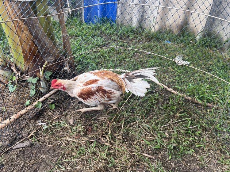 ไก่หนุ่ม