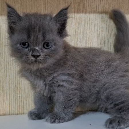 บริติช ชอร์ตแฮร์ (British Shorthair) ลูกแมวบริติช