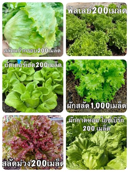 🌱เมล็ดพันธุ์ผัก ซองละ 30 บาท‼️ 10แถม2ส่งฟรี🥬 👏 คละได้ทั้งร้าน มีเก็บเงินปลายทาง🚚 เมล็ดพันธุ์ผัก ปลูกได้ทุกฤดู  สินค้าพร้อมส่ง ✅ราคาซองละ