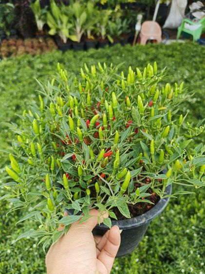 พริกขี้หนูสวน ต้นทนโรคเม็ดสวยดกน้ำหนักดีเป็นที่ต้องการของตลาด สนใจเมล็ดพันธุ์สอบถามได้จร้า  