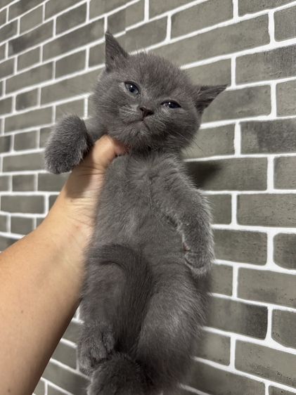 สก็อตติช โฟลด์ (Scottish Fold) หาบ้านให้เด็กๆคร้าบ