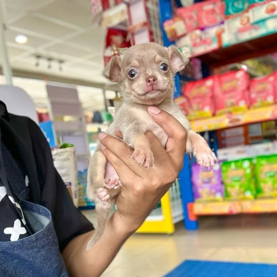 ชิวาวา (Chihuahua) เล็ก ชิวาวาแท้ขนสั้น-ขนยาว