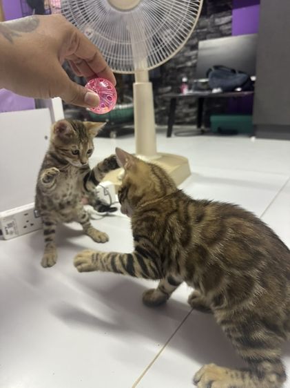 เบงกอลแท้