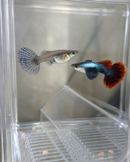 (ราคาต่อ1คู่)🐟 ปลาหางนกยูงแฟนซี Blue Tuxedo Red Tail × Lace สวย แข็งแรง พร้อมเลี้ยง