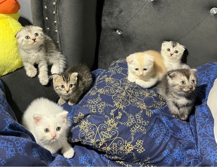 สก็อตติช โฟลด์ (Scottish Fold) หาบ้านให้เด็กๆ สก็อตติช โฟลด์