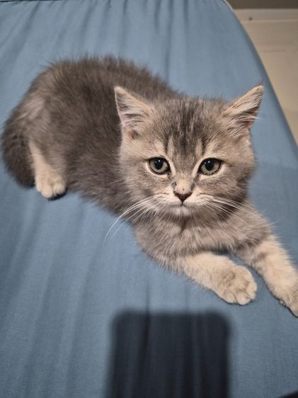 บริติช ชอร์ตแฮร์ (British Shorthair) น้องแมวบริติชผสมเปอร์เซีย
