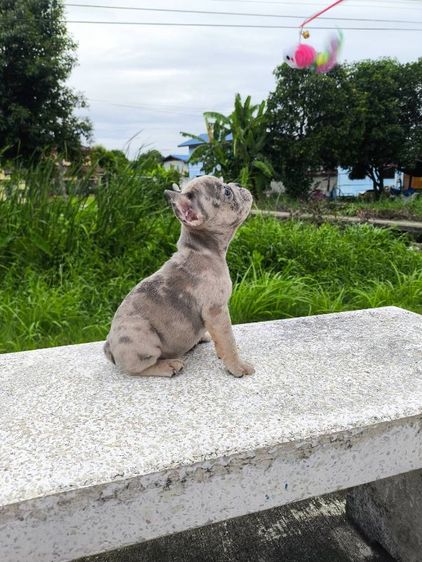 เฟรนช์ บูลด็อก (French Bulldog) เล็ก เด็กชายเฟรนช์บูลด็อก