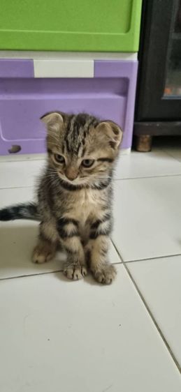 สก็อตติช โฟลด์ (Scottish Fold) จายบูกแมวสก๊อตติชโฟลด์แท้ราคาต่อรองได้
