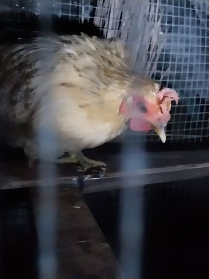 ไก่แจ้เพศเมีย