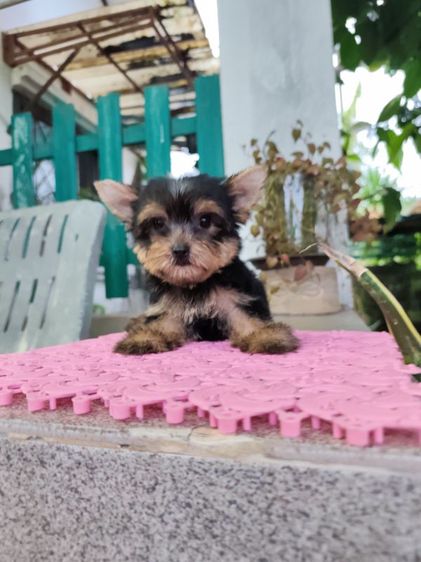 ยอร์คเชียร์ เทอร์เรีย (Yorkshire Terrier) เล็ก ยอร์คเชียร์เทอร์เรียเพศผู้ส่งฟรี