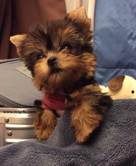 ยอร์คเชียร์ เทอร์เรีย (Yorkshire Terrier) เล็ก ลูกยอร์คเชียร์ หน้าตุ๊กตา ไซร์ทอย และ ไซร์ทีคัพ เกรดเอ