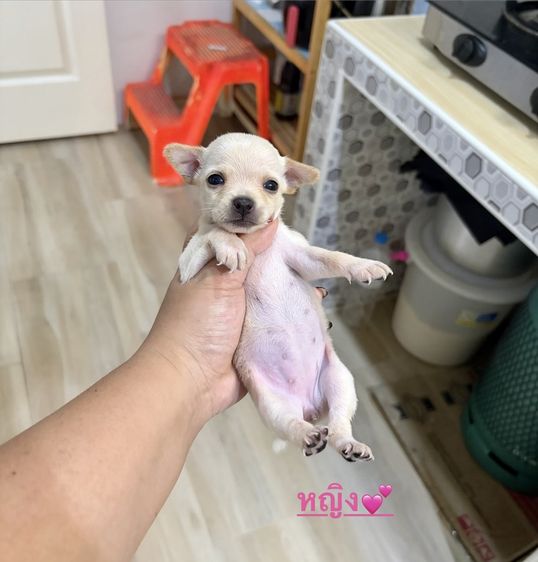 ชิวาวาขนสั้นญ