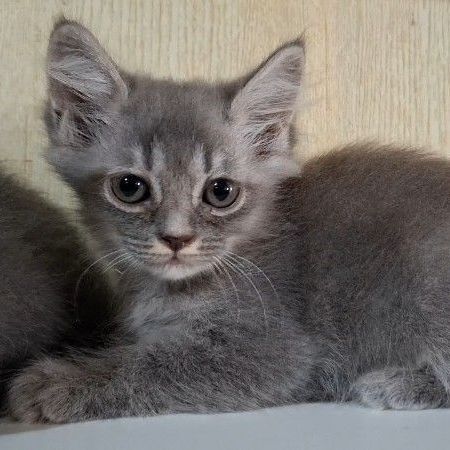 บริติช ชอร์ตแฮร์ (British Shorthair) ลูกครึ่งบริติช+ไทยผสมบริติช