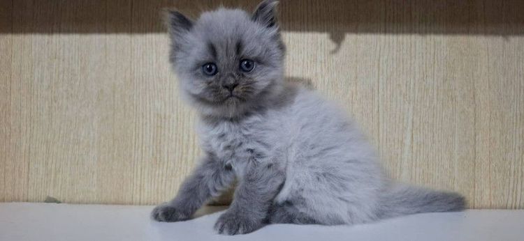 บริติช ชอร์ตแฮร์ (British Shorthair) ลูกแมวบริติช