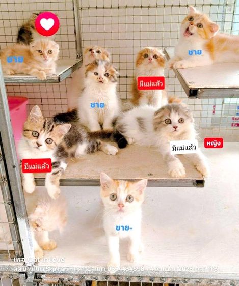 อายุ2-3เดือน ทำวัคซีนตรวจสุขภาพแล้ว เด็กๆพร้อมย้ายบ้านค่ะ