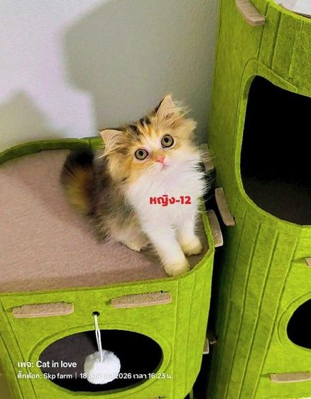 สก็อตติช โฟลด์ (Scottish Fold) สาวน้อย-สก็อตติช-หูตั้งขนยาว