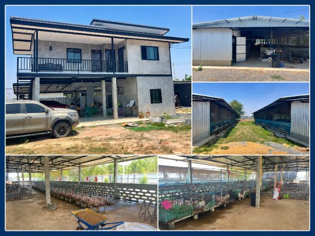 ขายกิจการฟาร์มหมู บนที่ดิน 4 ไร่กว่า ติดถนน 2 ด้าน พร้อมบ้านโมเดิร์นและอุปกรณ์ครบ ดำเนินกิจการต่อได้ทันที รูปที่ 3